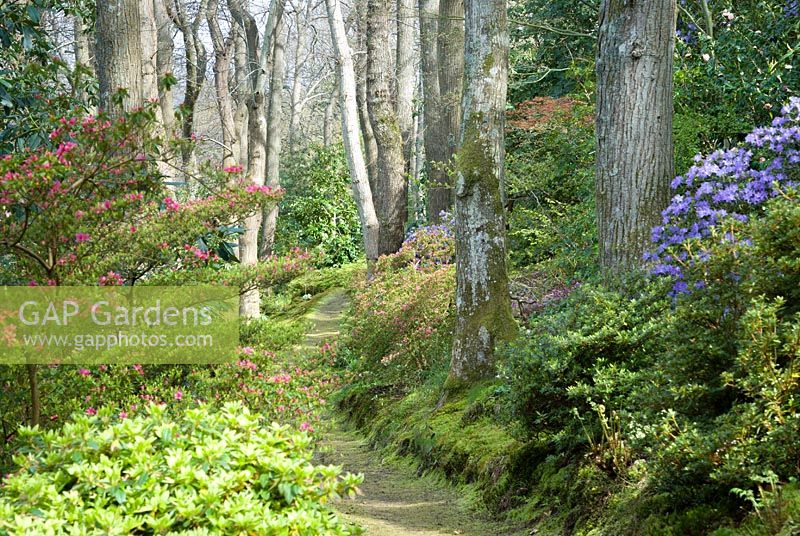 Sentier boisé moussu passant sous de grands chênes et entouré de monticules d'azalées qui fleurissent. Greencombe Garden, Porlock, Somerset, Royaume-Uni.