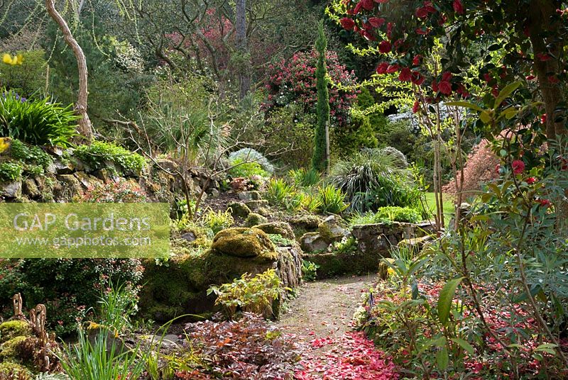 Vue d'arbustes à fleurs et de rocaille dans un jardin ombragé. Greencombe Garden, Porlock, Somerset, Royaume-Uni.