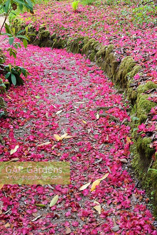 Tapis magenta de pétales tombés de la voie de couverture 'Rouge Cornish' du Rhododendron. Lukesland, Harford, Ivybridge, Devon, Royaume-Uni.