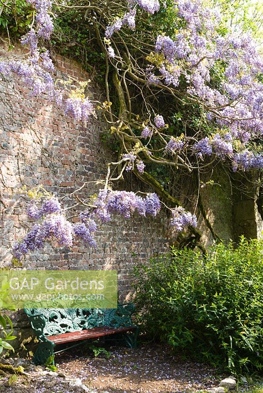 La glycine surplombe le banc décoratif. Enys Gardens, St Gluvias, Penryn, Cornwall, UK
