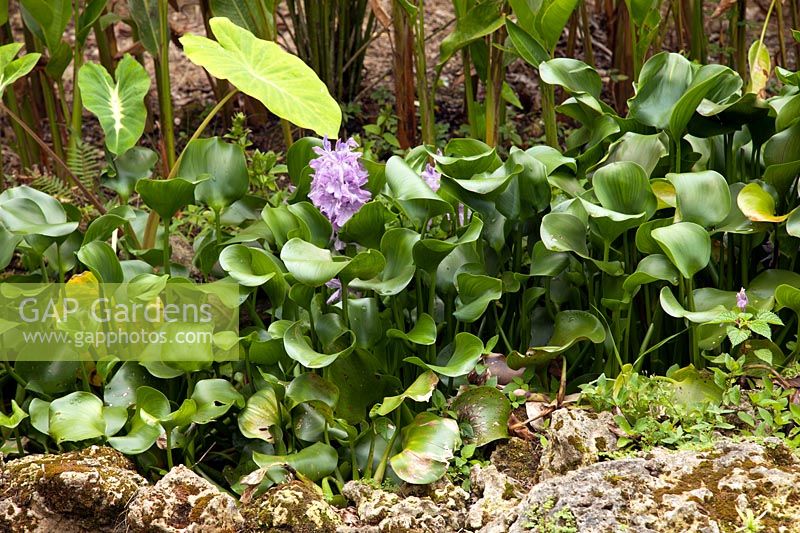 Eichhornia crassipes - jacinthe d'eau