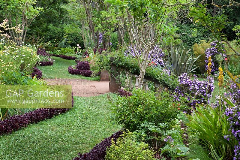 Chemin incurvé bordé d'Iresine herbstii dans le jardin de Palheiro, Funchal, Madère