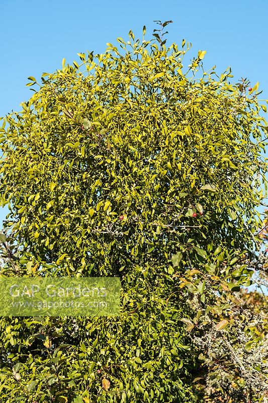 Viscum album - Gui poussant dans un arbre Malus aldenhamensis