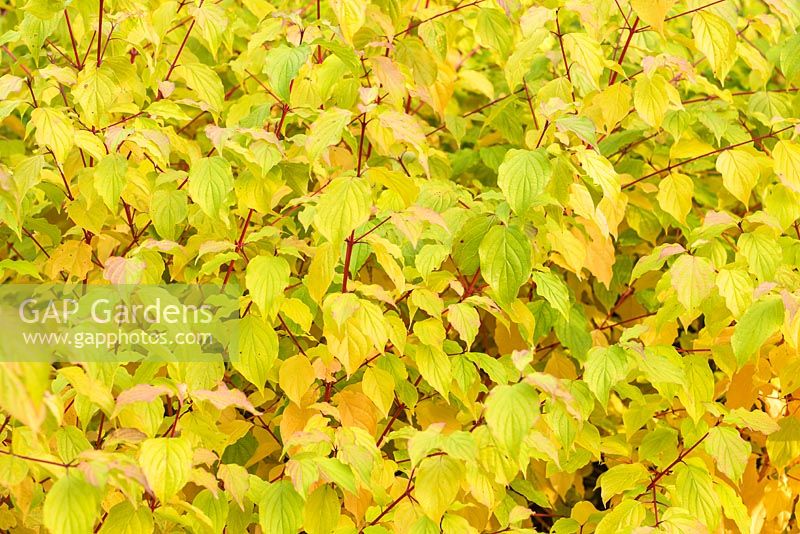 Cornus sanguinea 'Orange d'hiver d'Anny'