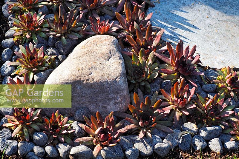 Sempervivums parmi les galets et les gros rochers - Elements Mystique Garden, parrainé par Elements Garden Design, RHS Hampton Court Palace Flower Show, 2018.
