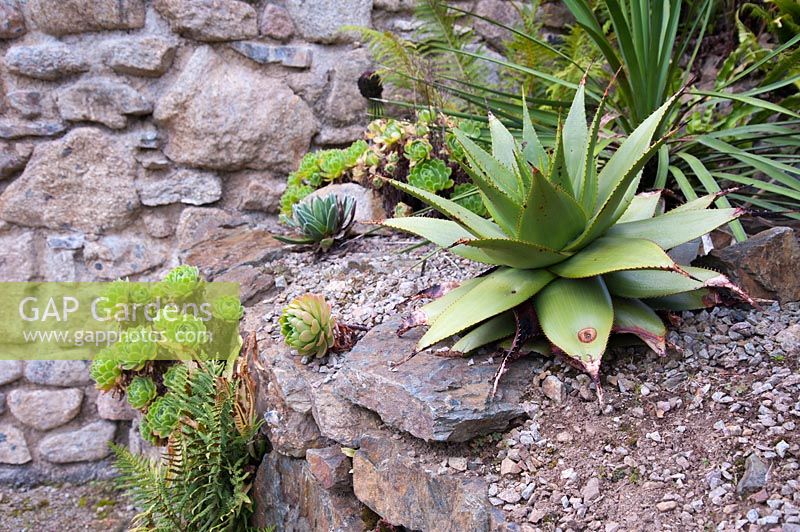 Plantes succulentes poussant dans des conditions granuleuses et bien drainées au sommet d'un mur de pierre