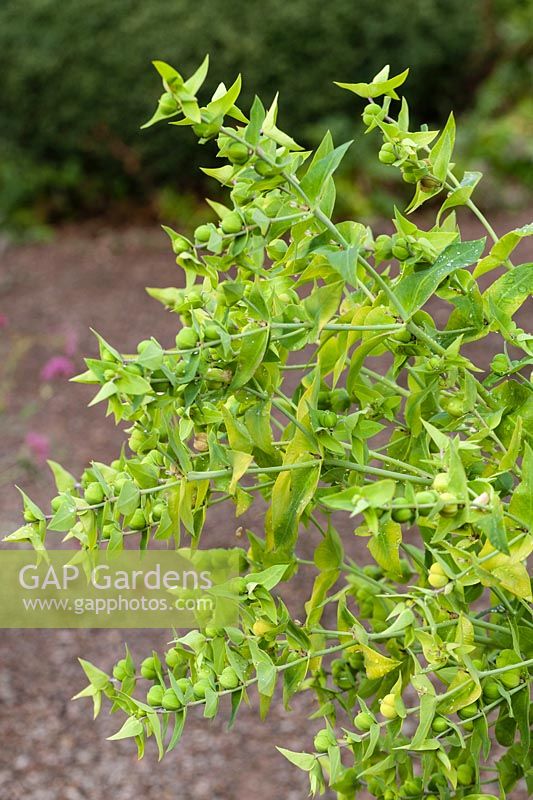 Euphorbia lathyris - Euphorbe cape