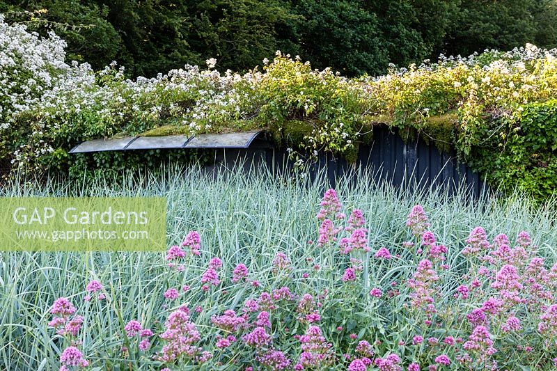 Floraison rose Valeriana officinallis - Valériane - au bord du parterre de Leymus arenarius. Sur le toit de la dépendance, Rosa filipes 'Kiftsgate' se bouscule sur le côté. Veddw House Garden, Monmouthshire, Pays de Galles, Royaume-Uni.