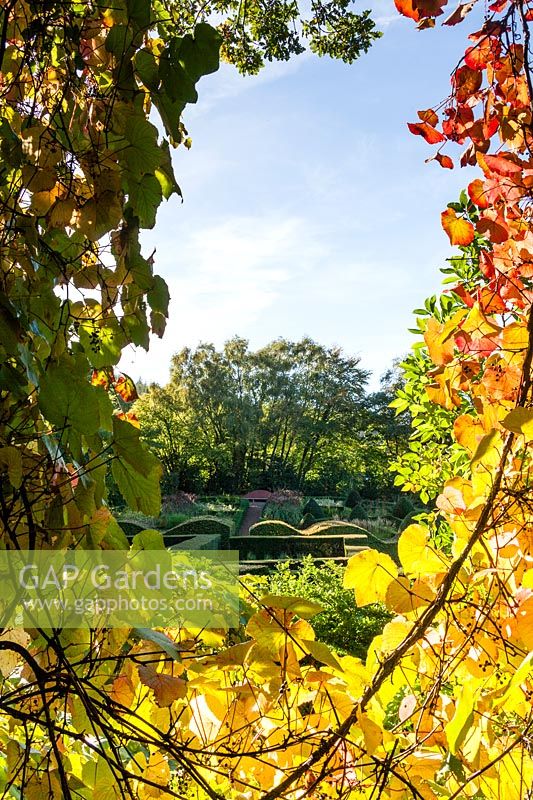 Vue à travers Vitis coignetiae avec des couleurs et des fruits d'automne au Veddw House Garden - Award of Garden Merit