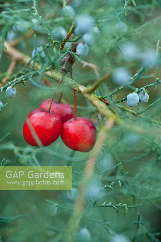 Pommes sauvages de Malus 'Red Sentinel' prises dans Juniperus - branche de genévrier.