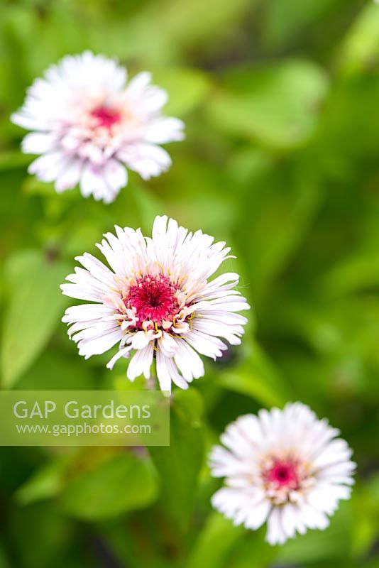 Zinnia elegans 'Zinderella' Lilac '