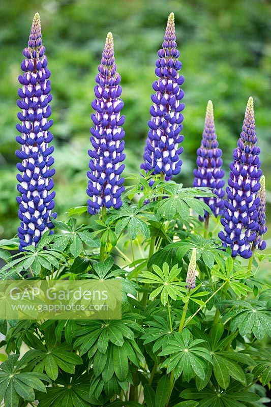 Lupin 'King Canute' - Lupin 'King Canute'