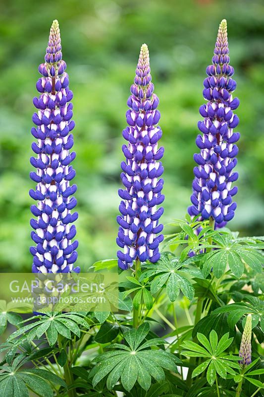 Lupin 'King Canute' - Lupin 'King Canute'