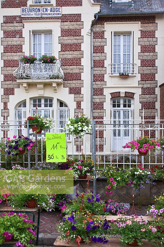 Paniers suspendus à vendre à la foire aux plantes du marché de rue à Beuvron-en-Auge, Normandie, France
