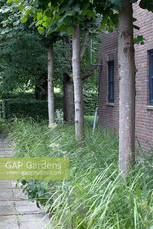 Arbres d'affilée avec des herbes, Pays-Bas