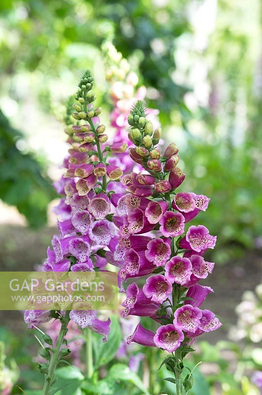 Digitalis purpurea 'Carrousel violet' - Foxglove 'Carrousel violet'