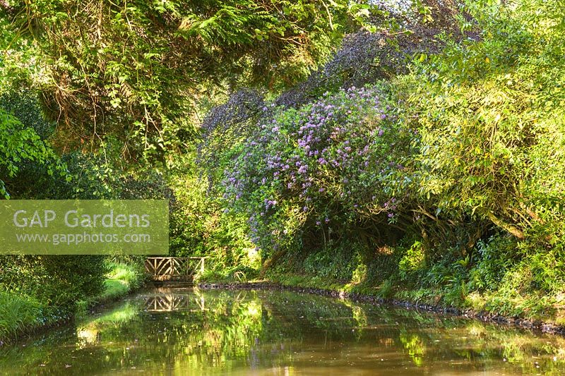 Les rhododnedrons surplombent la rivière et le pont. Plaz Metaxu Garden, Devon, Royaume-Uni.
