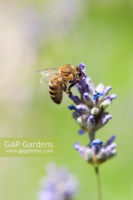 Abeille à miel se nourrissant de Lavandula angustifolia 'Loddon Blue '.