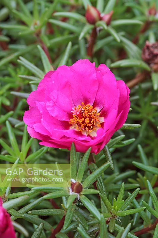 Portulaca 'Lazy Days' - Pourpier