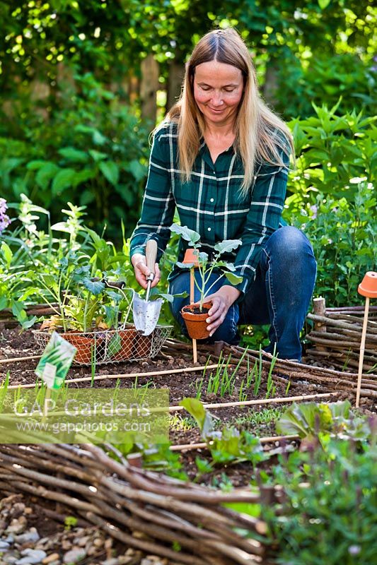 Femme plantant du chou-rave en bordure de légumes au printemps.