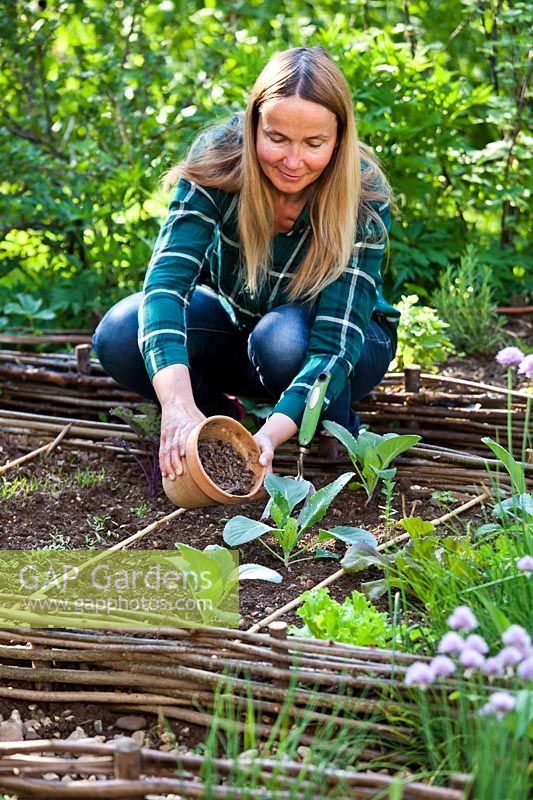 Femme ajoutant du fumier organique autour de semis de chou récemment plantés dans une bordure de légumes au printemps.