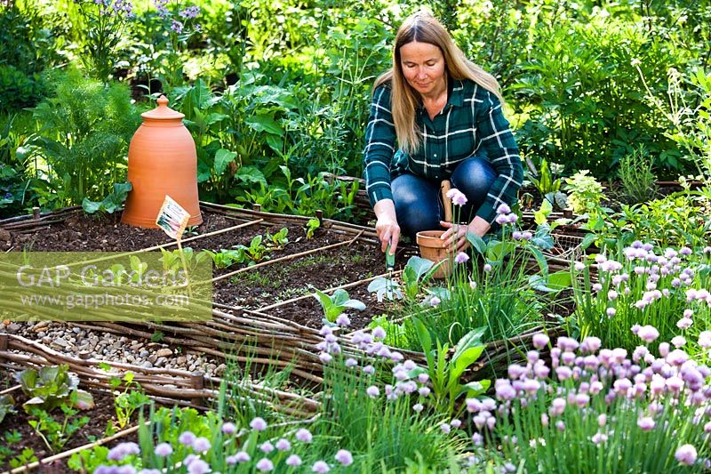 Femme épandant du fumier organique autour de semis de chou récemment plantés à l'aide d'une fourchette à main en bordure de légumes au printemps.