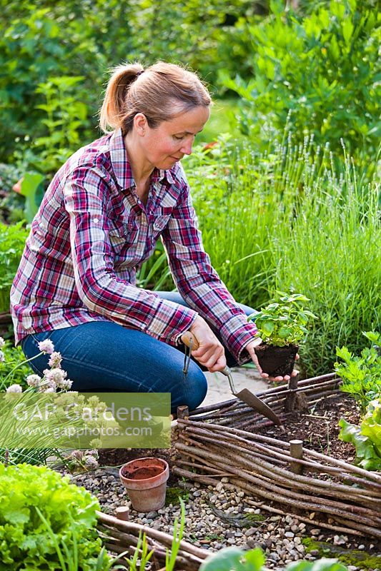 Femme plantant du basilic en bordure de légumes.