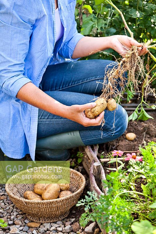 Femme déterrant des pommes de terre en bordure de légumes.