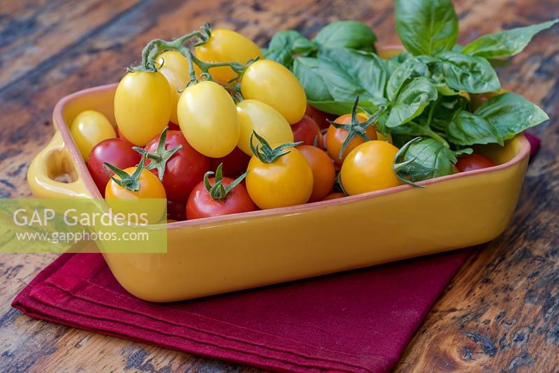 Tomates cerises 'Golden Sunrise', 'Sungold' et 'Gardener's Delight' avec des feuilles de basilic.