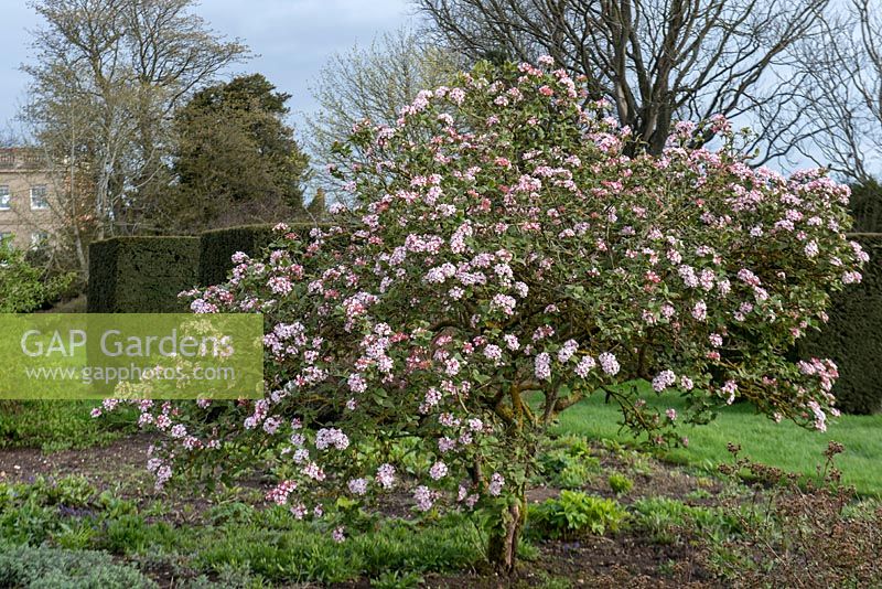 Viburnum Carlesii 'Aurora'