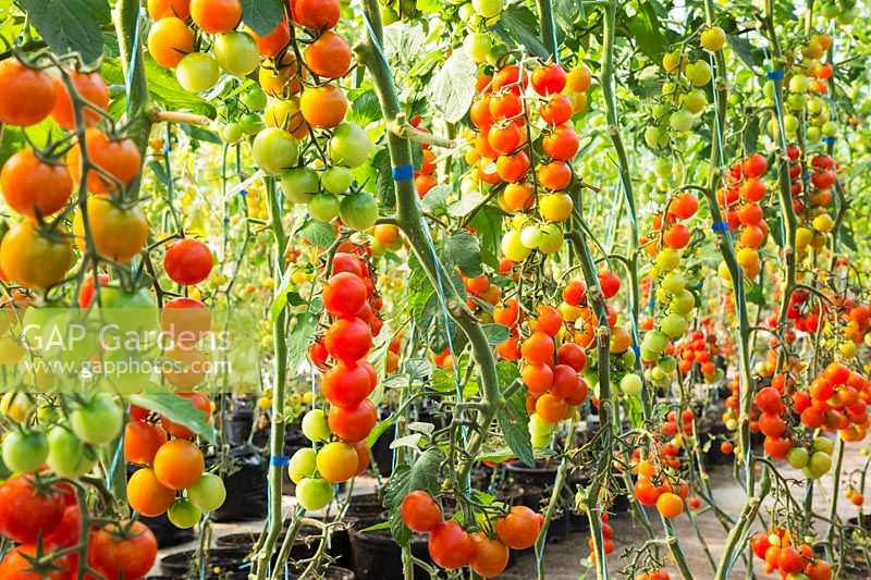 Solanum lycopersicum var. cerasiforme - tomates cerises biologiques en serre, Québec, Canada