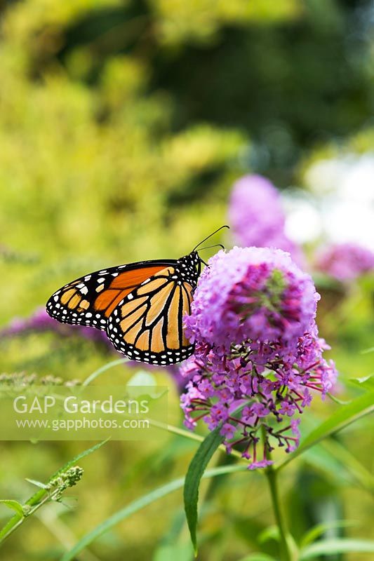 Danaus plexippus - papillon monarque en quête de nectar sur fleur de Buddleja rose