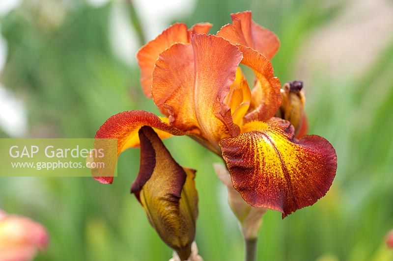 Grand Iris barbu 'Câpres sauvages'