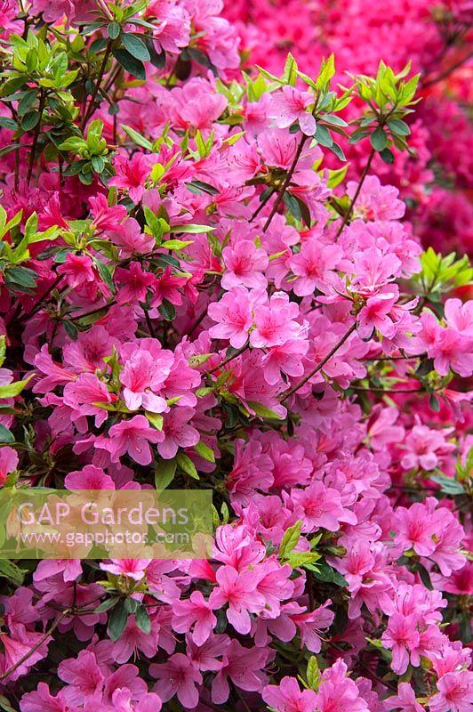 Rhododendron 'Kirin' Tsutsuji syn Azalée japonaise 'Coral Bells'