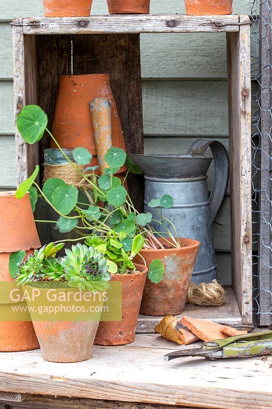 Sempervivum et capucines avec des pots cassés et des outils de jardin.