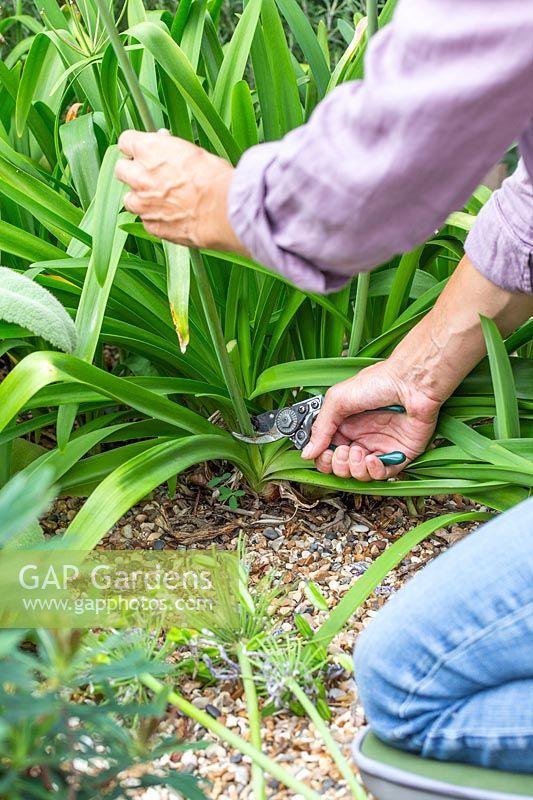 Couper la vieille tige de fleur d'Agapanthus dans le jardin de gravier.