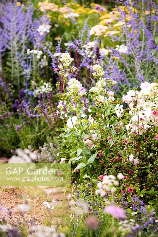 Parterre d'été avec des fleurs de palette pastel douces, y compris, Centranthus ruber 'Albus '- valeriana blanc, Perovskia' Blue Spire '. Meilleur jardin des deux mondes, concepteur Rosemary Coldstream RHS Hampton Court Palace Flower Show 2018