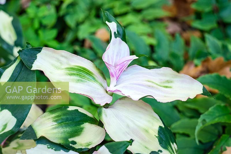 Tradescantia fluminensis 'Maiden's Blush' - Spider Lily 'Maiden's Blush '