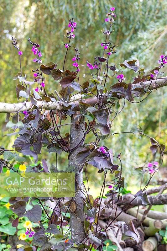 Lablab purpureus - Hyacinth Bean - grimper sur un poteau en bois.