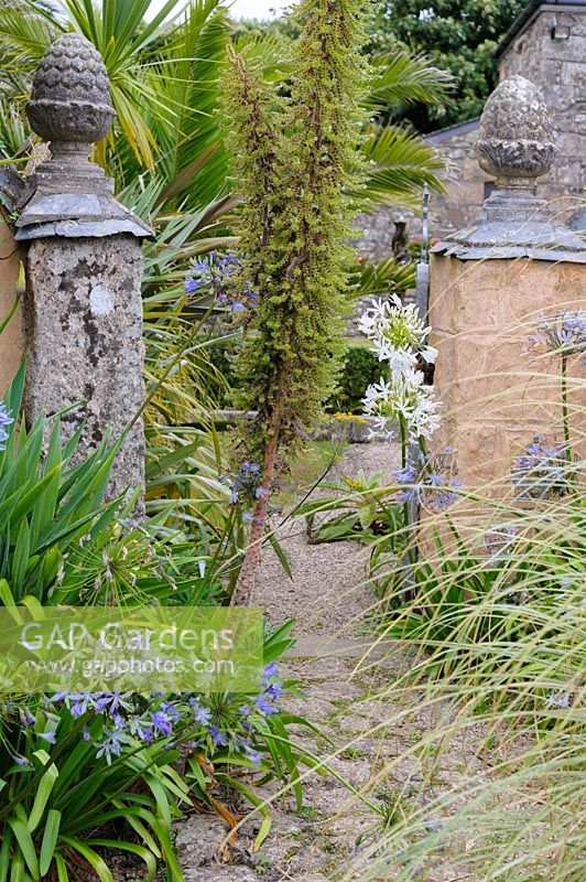 Un chemin menant du jardin principal à la cour passe par une cortaderia panachée et des échiums et des agapanthes auto-ensemencés.