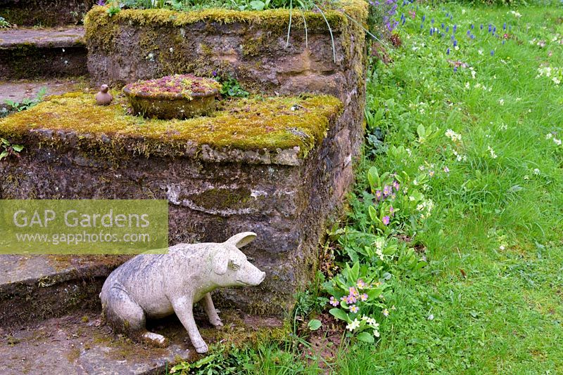 Cochon de pierre sur les marches, Ross-on-Wye, Herefordshire