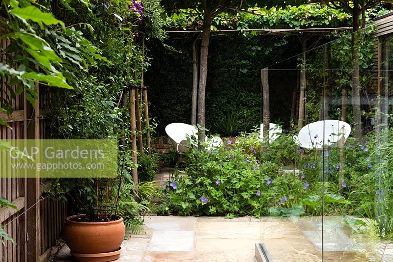 Jardin de la cour moderne avec Parrotia persica - arbres espalier en bois de fer persan - et chaises blanches modernes.