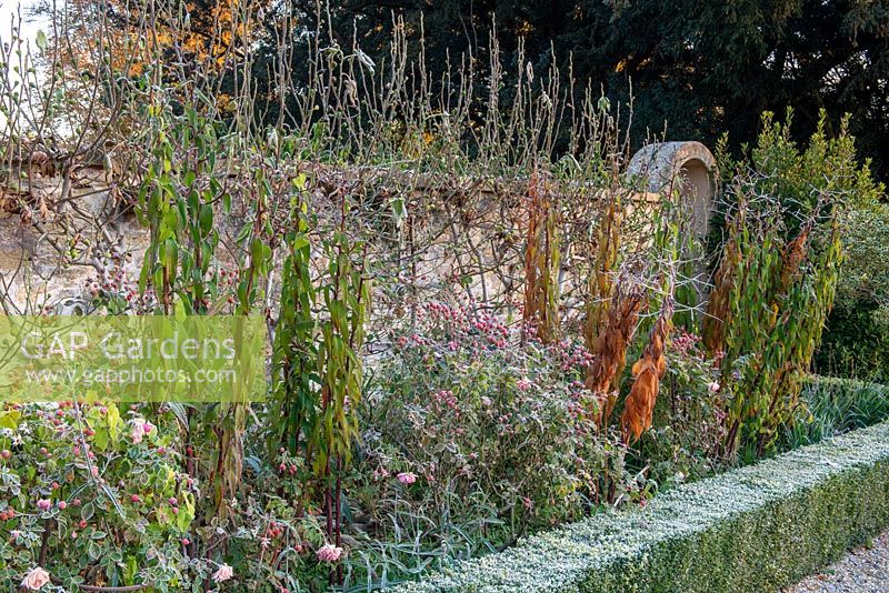 Cynorrhodons givrés dans le parterre de fleurs herbacées du jardin à la française, bordés de haies de Buxus coupées.