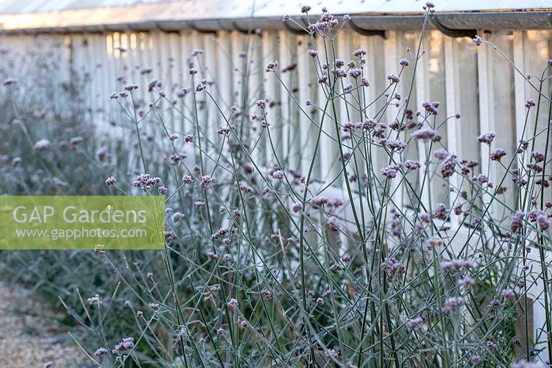 Verbena bonariensis au début de l'hiver, tapissant la longue serre victorienne.