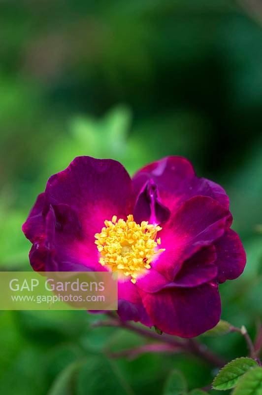 Gallica Rose Violacea 'La Belle' - Sultane Gallica Rose