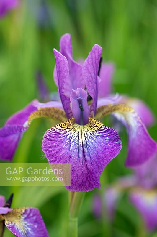 Iris sibirica 'Rose pétillante' - Iris de Sibérie