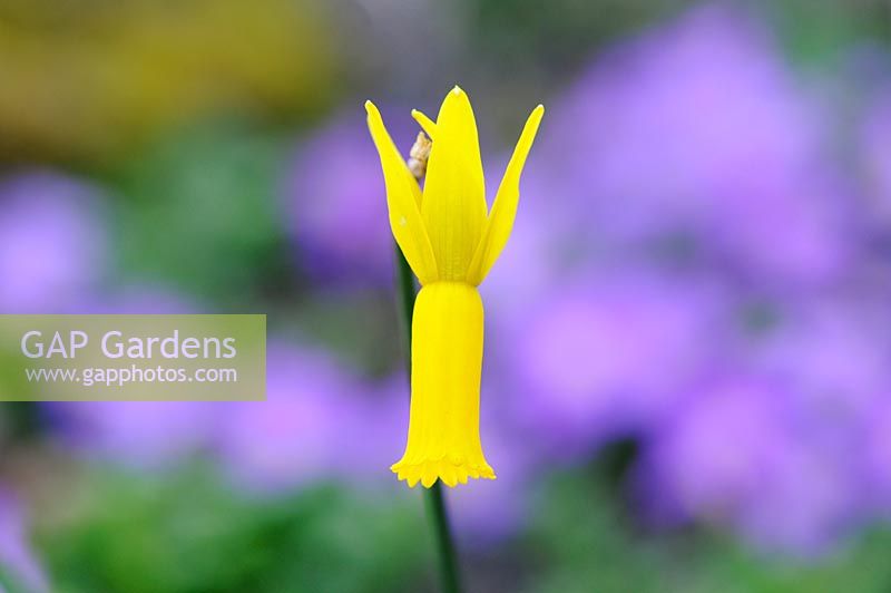 Narcissus cyclamineus - Jonquille à fleurs de cyclamen