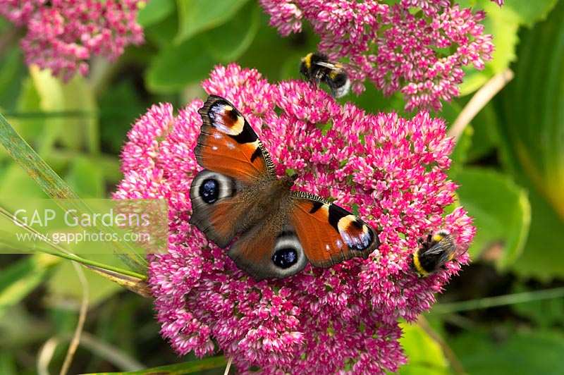 Inachis io - Papillon paon - sur Sedum spectabile 'Autumn Joy' fleur