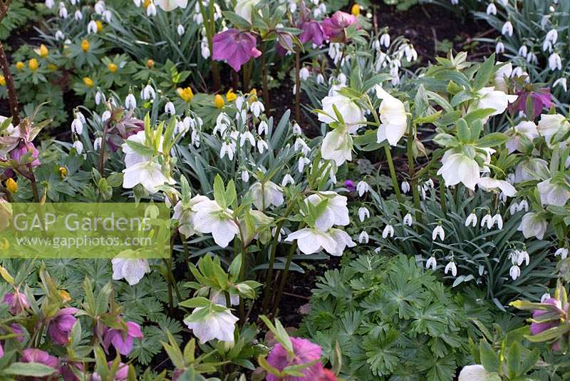 Galanthus nivalis - Perce-neige, Helleborus - Hellebores et Eranthis hyemalis - Aconites d'hiver