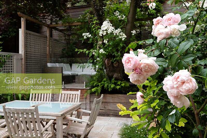 Jardin isolé sur deux niveaux, mobilier de salle à manger et clôture en treillis, Rosa 'Le jardinier généreux' au premier plan